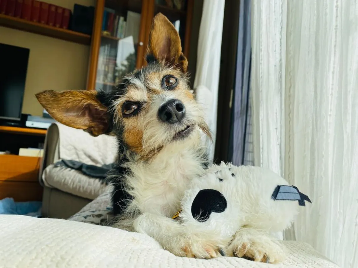 movie dog